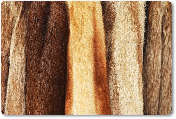 �є甃��b���s�ō��z����E��������Ȃ�_���g�c�ɃR�R�I